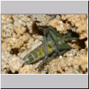 Alysson spinosus - Grabwespe w11i 7-8mm OS-Hasbergen-Lehmhuegel.jpg